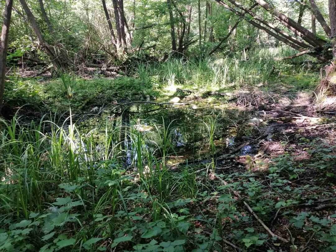 Tajanstvena močvara u Semberiji krije ribu staru 450 miliona godina (foto)