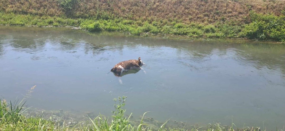 Leš teleta plutao kanalom Dašnica u Bijeljini: Građani traže da odgovorni budu pronađeni i kažnjeni (foto,video)