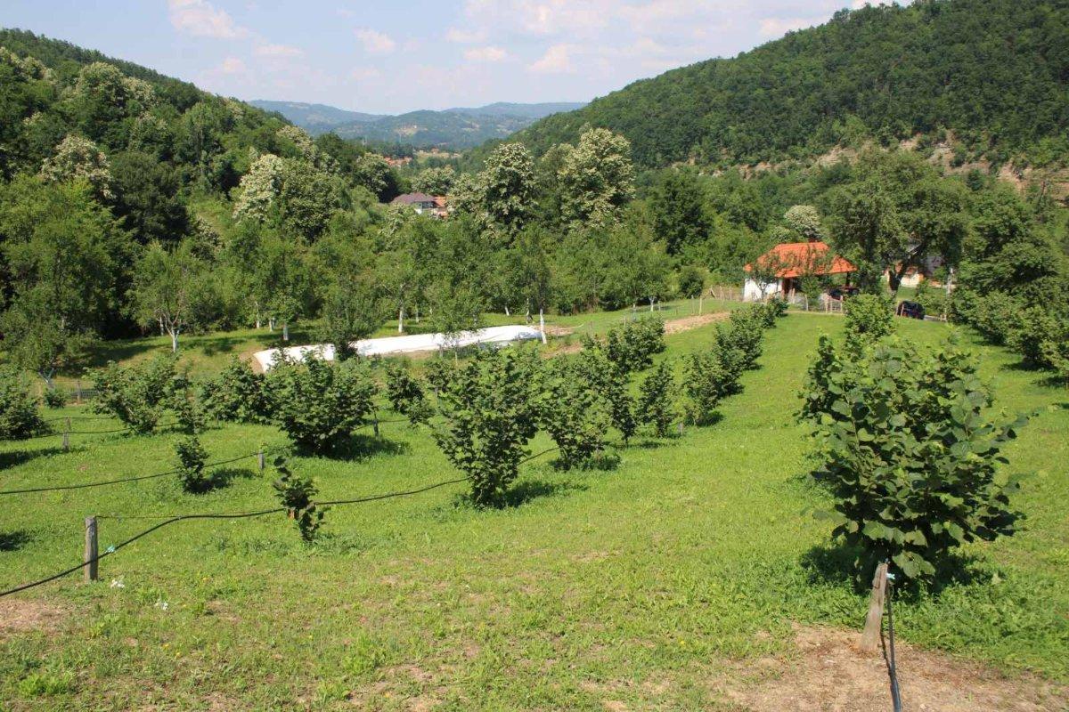 LOPARE: Zasad Lješnika na plantaži porodice Cvjetinović primjer predanog rada (foto)